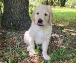 Small English Cream Golden Retriever