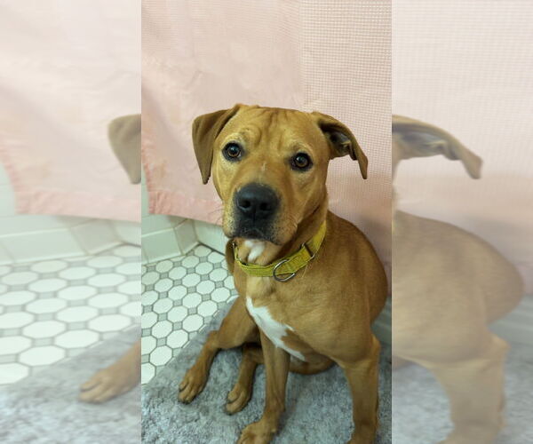 Medium Photo #7 Mutt Puppy For Sale in Evansville, IN, USA