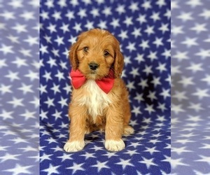 Cock-A-Poo Puppy for sale in CHRISTIANA, PA, USA