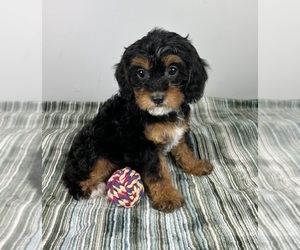 Cavapoo Puppy for sale in INDIANAPOLIS, IN, USA