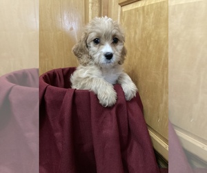 Cavalier King Charles Spaniel-Cavapoo Mix Puppy for sale in DRESSER, WI, USA
