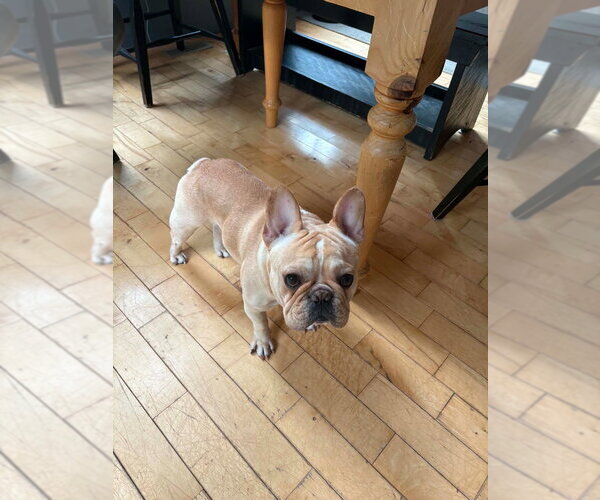 Medium Photo #2 French Bulldog Puppy For Sale in Brights Grove, Ontario, Canada