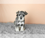 Puppy Scout Schnauzer (Miniature)