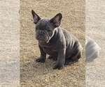 Small Photo #7 French Bulldog Puppy For Sale in EDMOND, OK, USA