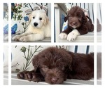 Small Photo #2 Labradoodle Puppy For Sale in LUDLOW, MO, USA