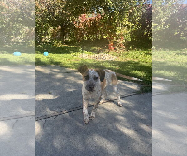 Medium Photo #3 Mutt Puppy For Sale in Sandy, UT, USA