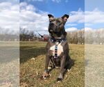 Small #3 American Pit Bull Terrier Mix