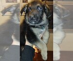 Small Photo #2 German Shepherd Dog Puppy For Sale in CRESWELL, OR, USA