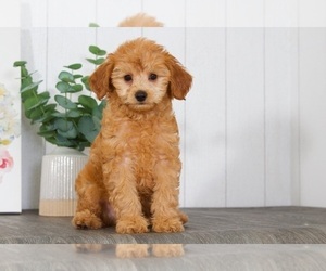 Cavapoo Puppy for sale in BEL AIR, MD, USA