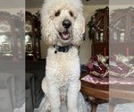 Small Photo #1 Bordoodle Puppy For Sale in JAX, FL, USA