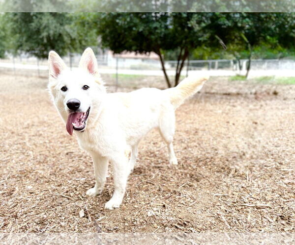 Medium Photo #3 German Shepherd Dog Puppy For Sale in San Diego, CA, USA