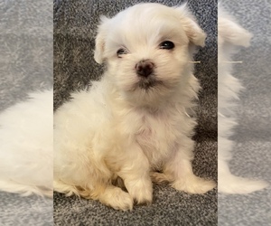 Maltese Puppy for sale in SPRINGTOWN, TX, USA