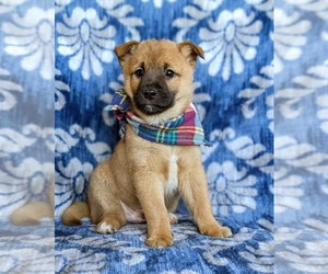 Jack Russell Terrier-Shiba Inu Mix Puppy for sale in ATGLEN, PA, USA
