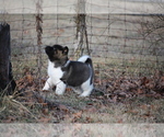 Small Photo #21 Akita Puppy For Sale in STRAFFORD, MO, USA