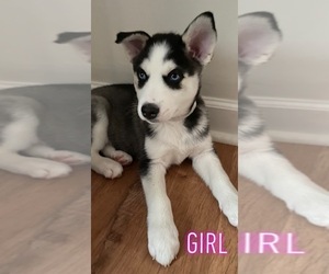 Siberian Husky Puppy for sale in DES PLAINES, IL, USA