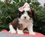 Small #2 Cava-Tzu