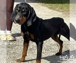 Small Photo #1 Coonhound-Unknown Mix Puppy For Sale in Washington, DC, USA