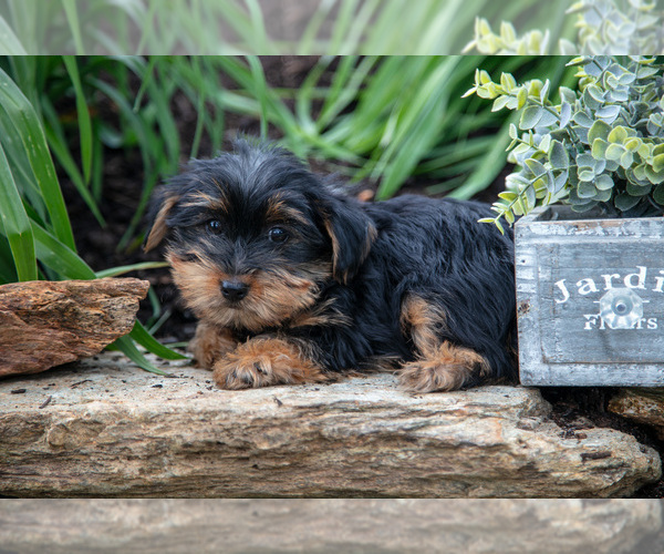Medium Photo #15 Yorkshire Terrier Puppy For Sale in QUARRYVILLE, PA, USA