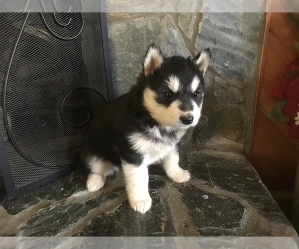 Medium Photo #3 Siberian Husky Puppy For Sale in MURPHY, NC, USA