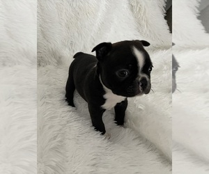 Boston Terrier Puppy for sale in FLORENCE, KY, USA