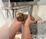 Puppy 1 Goldendoodle