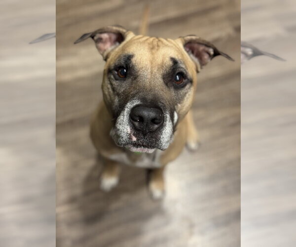 Medium Photo #1 Boxer-Unknown Mix Puppy For Sale in Chandler, AZ, USA