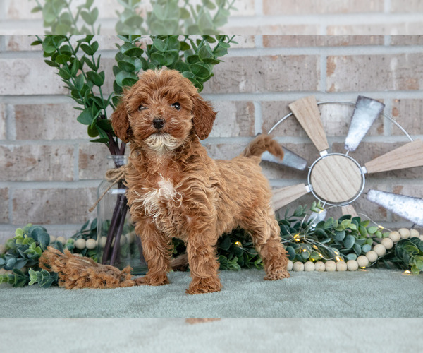Medium Photo #3 Goldendoodle mix (+ Poodle Miniature) Puppy For Sale in SPENCERVILLE, IN, USA