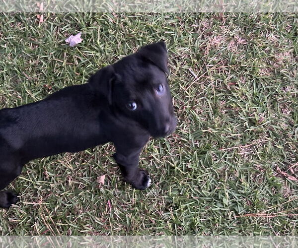 Medium Photo #4 Labrador Retriever-Unknown Mix Puppy For Sale in Garner, NC, USA