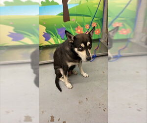 Labrador Retriever-Unknown Mix Dogs for adoption in Waco, TX, USA