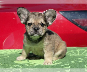 French Bulldog Puppy for sale in BOSTON, MA, USA