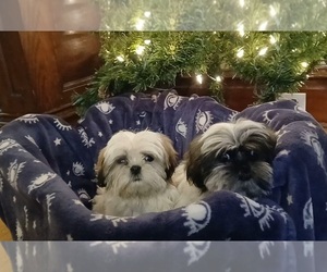 Shih Tzu Puppy for sale in SPOKANE, WA, USA