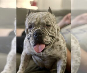 Fendi - Female Olde Bulldog Dog for Adoption - Photo #5