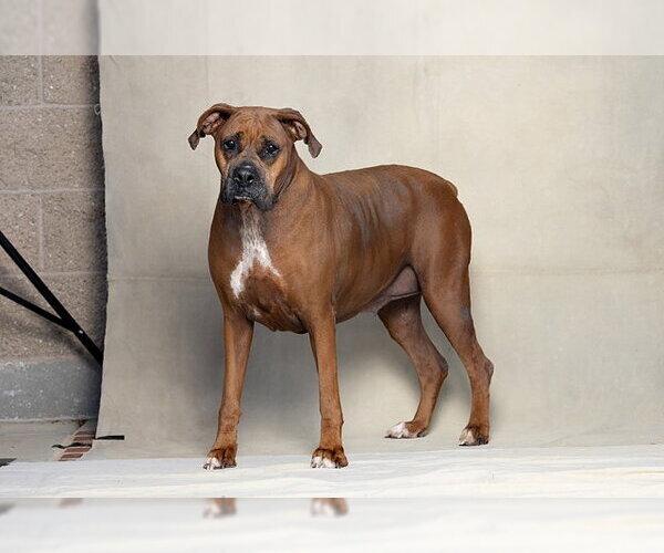 Medium Photo #1 Boxer Puppy For Sale in Jackson, CA, USA