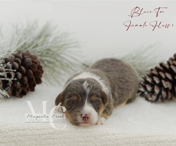 Medium Photo #18 Pembroke Welsh Corgi Puppy For Sale in FLORALA, AL, USA