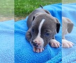 Puppy 3 American Pit Bull Terrier-American Staffordshire Terrier Mix