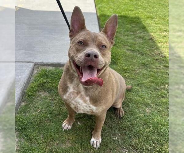 Medium Photo #2 Mutt Puppy For Sale in Camarillo, CA, USA