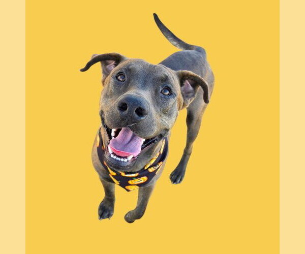 Medium Photo #1 Mutt Puppy For Sale in Bakersfield, CA, USA