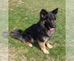 German Shepherd Dog-King Shepherd Mix Dog for Adoption in WALKERTON, Indiana USA