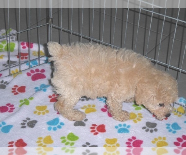 Medium Photo #11 Poodle (Miniature) Puppy For Sale in ORO VALLEY, AZ, USA