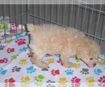 Small Photo #11 Poodle (Miniature) Puppy For Sale in ORO VALLEY, AZ, USA
