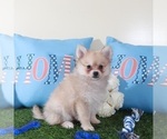 Small #2 Pomeranian