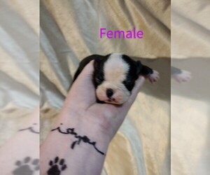 Boston Terrier Puppy for sale in CATAWBA, NC, USA