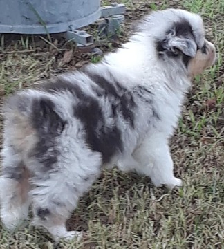 Medium Photo #3 Australian Shepherd Puppy For Sale in BERTRAM, TX, USA