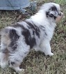 Small Photo #3 Australian Shepherd Puppy For Sale in BERTRAM, TX, USA