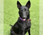 Small #2 German Shepherd Dog-Whippet Mix