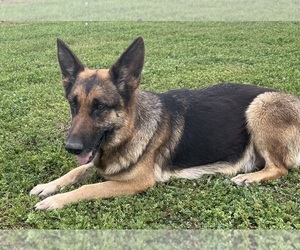 Mother of the German Shepherd Dog puppies born on 03/13/2024