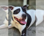Small #17 American Pit Bull Terrier