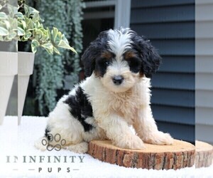 Bernedoodle (Miniature) Puppy for sale in NEW HOLLAND, PA, USA