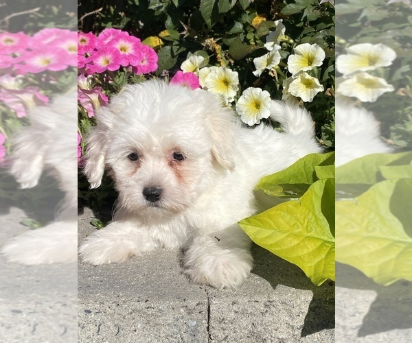 Medium Photo #3 Coton de Tulear Puppy For Sale in CANOGA, NY, USA