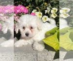 Small #2 Coton de Tulear